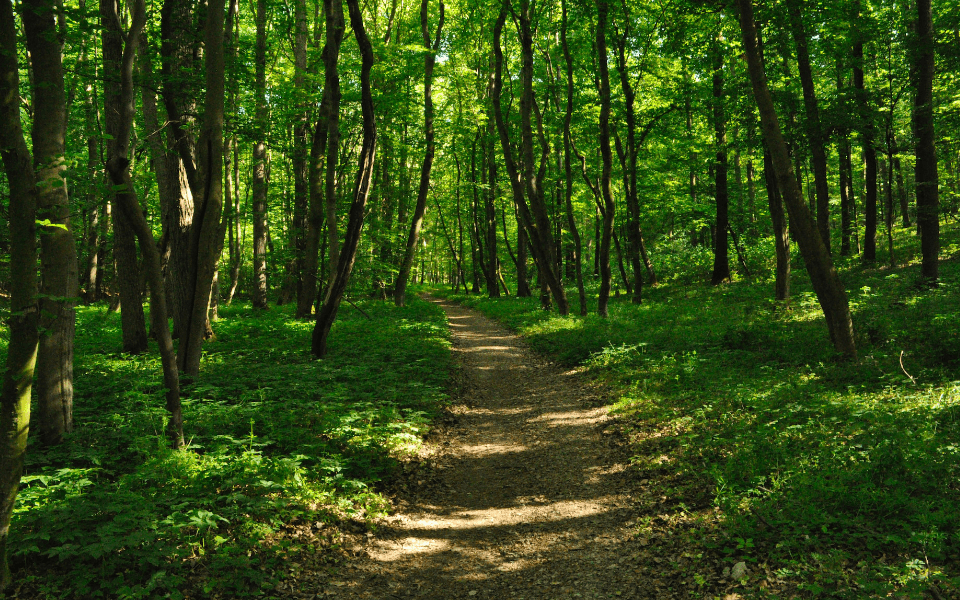 Nature Improves Mental Health and Wellbeing